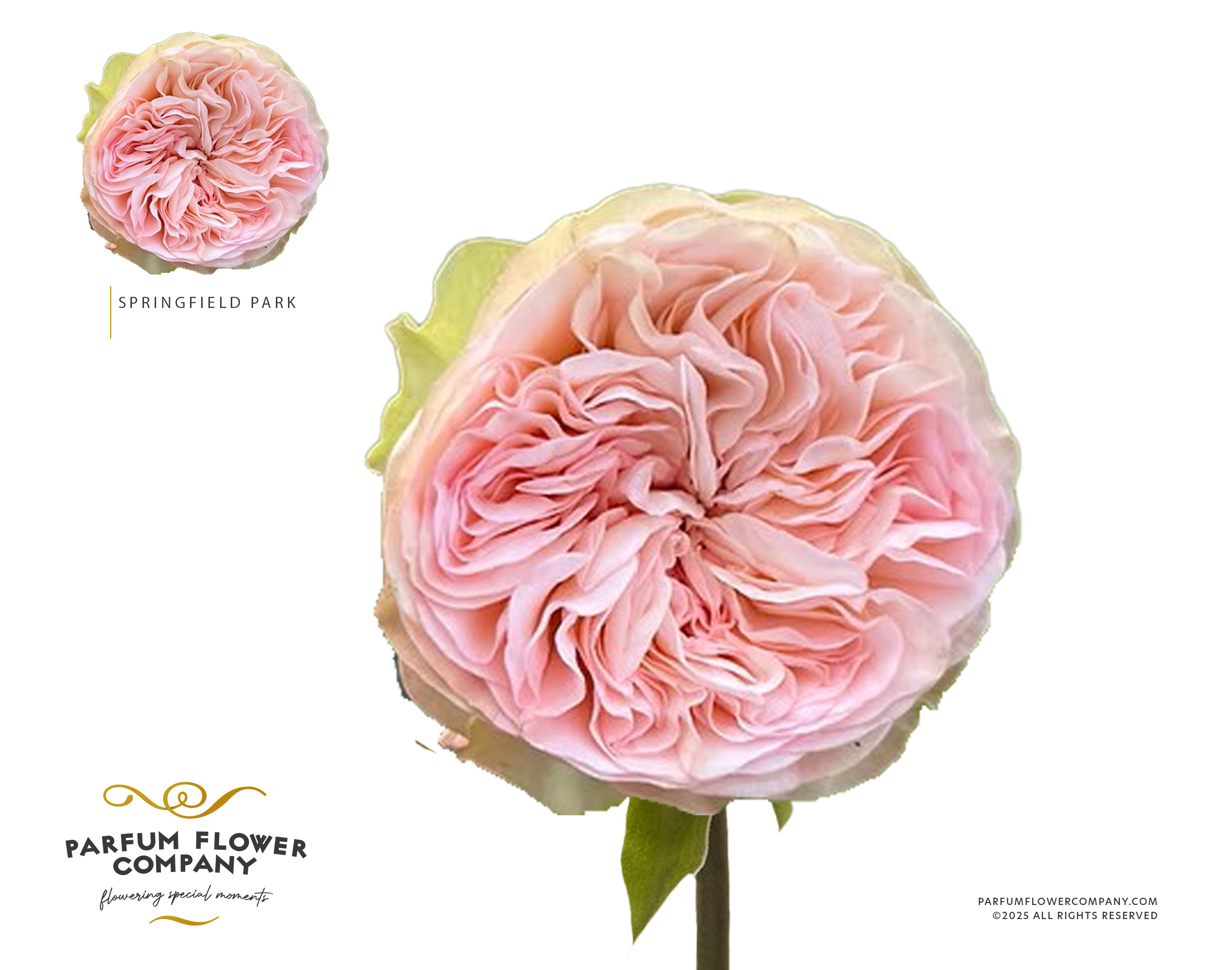 Rosa Springfield Park! | Roses Garden | Roses | All flowers